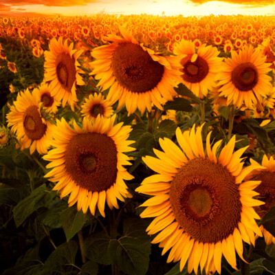 Fatimah zoekt een Kamer / Appartement / Huurwoning / Studio in Amsterdam